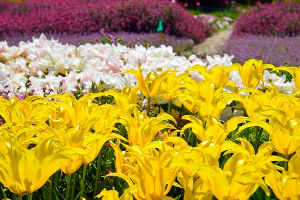 Hermosos tulipanes en un jardín botánico — Foto de Stock