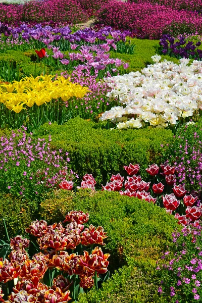 Lindas tulipas em um jardim botânico — Fotografia de Stock