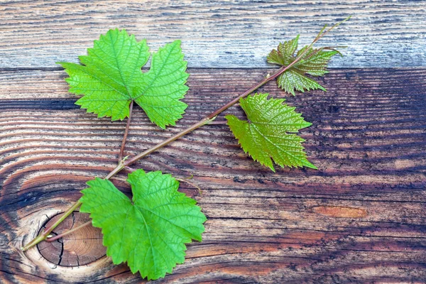 Виноград листья на старых деревянных досок — стоковое фото
