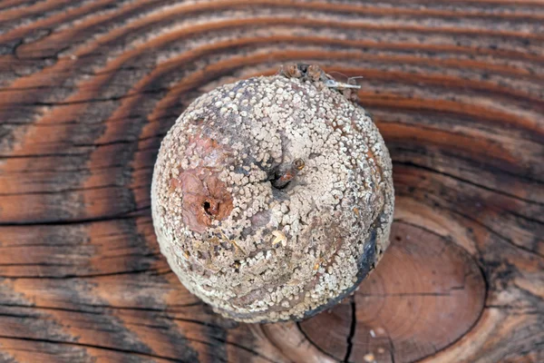 Maçã podre contra tábuas de madeira velhas — Fotografia de Stock