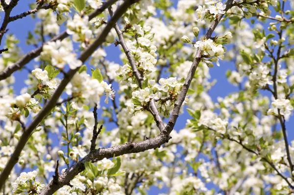 Filial av ett blommande träd med vackra vita blommor — Stockfoto