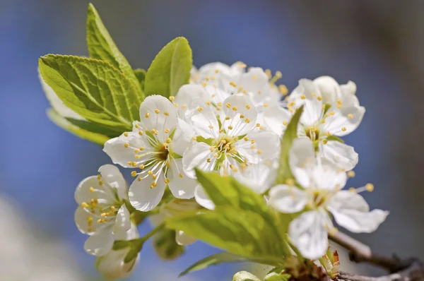 Çiçek açan bir ağacın dalında güzel beyaz çiçekler var. — Stok fotoğraf