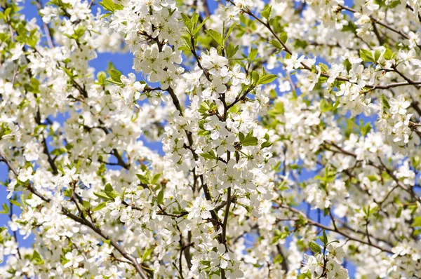 सुंदर सफेद फूलों के साथ एक फूलदार पेड़ की शाखा — स्टॉक फ़ोटो, इमेज