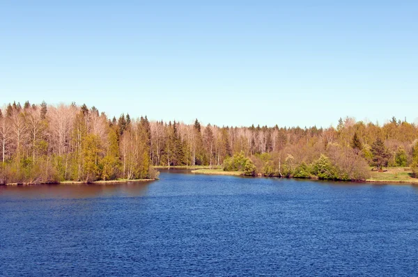 Spring. The beautiful wood on the river bank — Stock Photo, Image