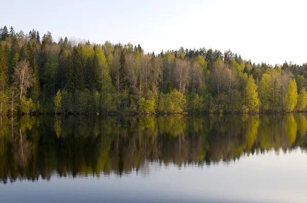 Kaunis kevät puu heijastuu jokeen — kuvapankkivalokuva