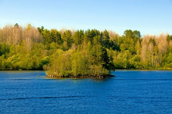 Keväällä. Kaunis puu joen rannalla. — kuvapankkivalokuva