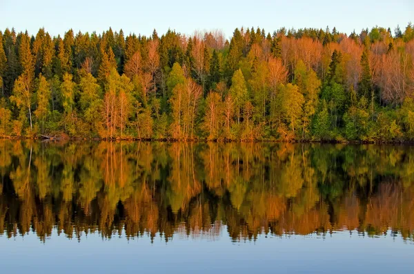 Kaunis kevät puu heijastuu jokeen — kuvapankkivalokuva