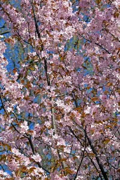 Sakura flowers branch — Stock Photo, Image