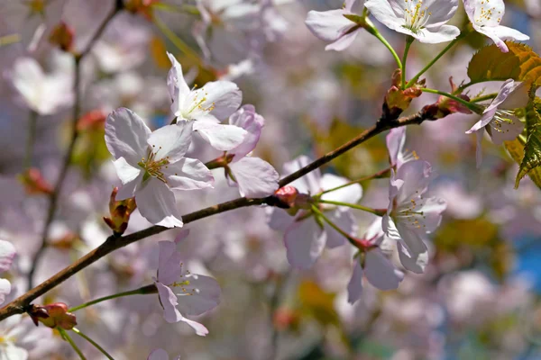 Sakura blommor gren — Stockfoto