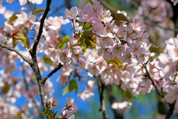 Rama de flores Sakura —  Fotos de Stock