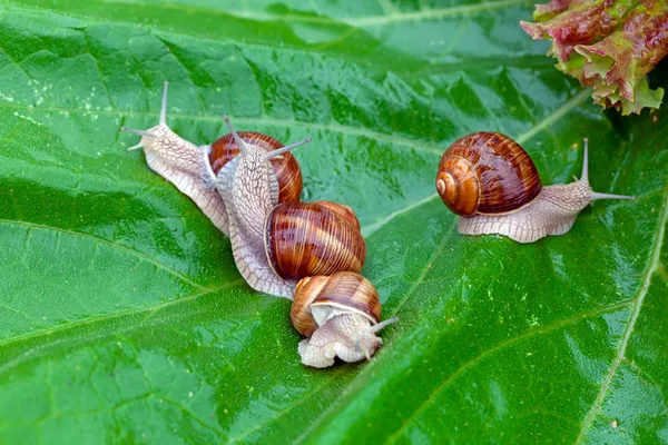 Snails after a rain on wet leaves — Stock Photo, Image