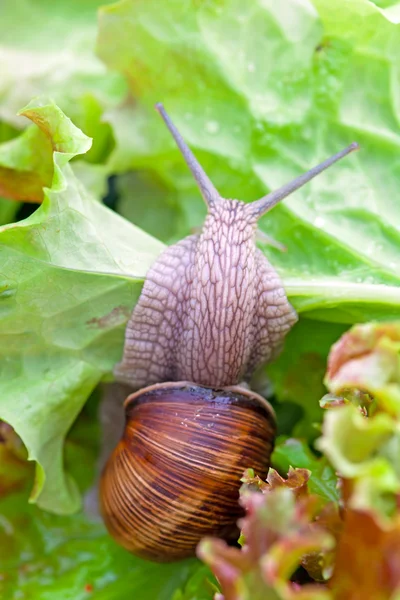 Escargots après une pluie sur des feuilles mouillées — Photo