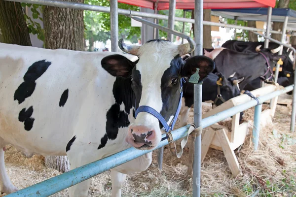 Dairy cows in a farm — Stock Photo, Image