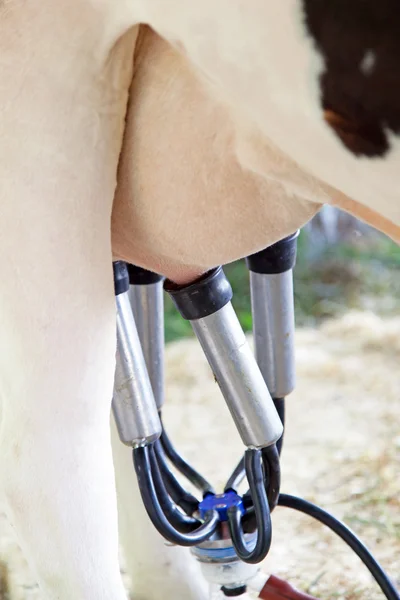 Dairy cows in a farm — Stock Photo, Image