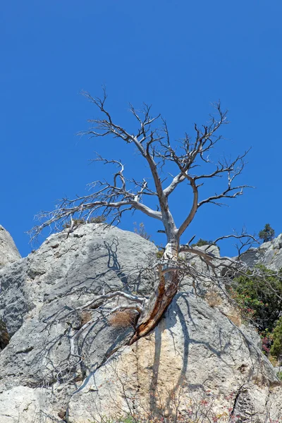 Toter trockener Baum gegen den Himmel — Stockfoto