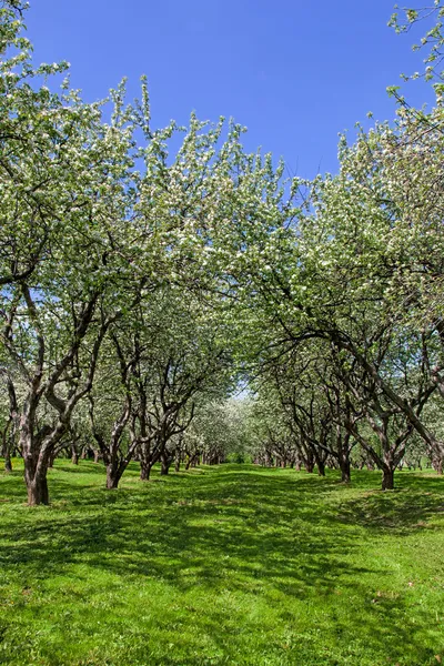 Blossom apple trees garden in the spring — Stock Photo, Image