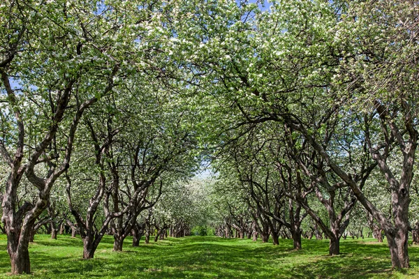 Весной цветут яблони в саду — стоковое фото