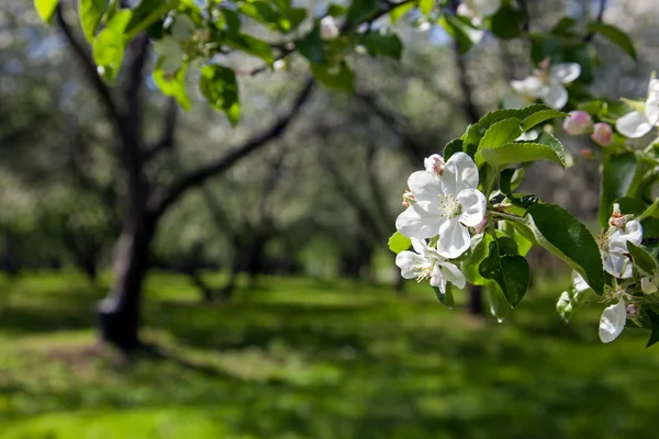 Florecen manzanos jardín en la primavera —  Fotos de Stock