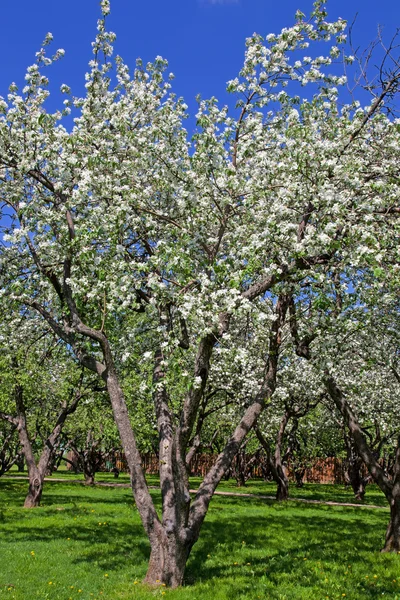 Florecen manzanos jardín en la primavera —  Fotos de Stock