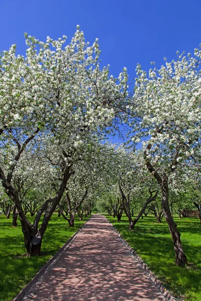 Florecen manzanos jardín en la primavera —  Fotos de Stock