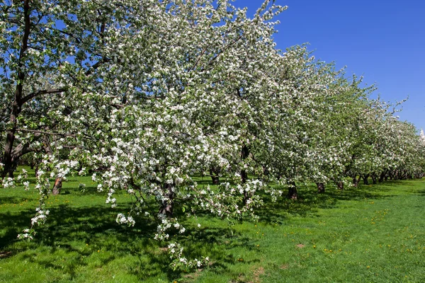 在春天开花苹果树木园 — 图库照片