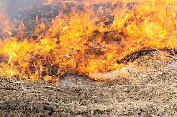 I tre brenner det tørre gresset – stockfoto