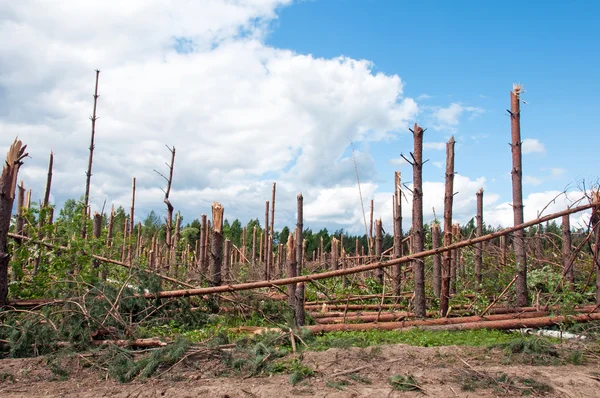 Les arbres brisés après le puissant ouragan — Photo