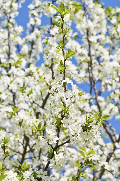 Branch of a blossoming tree with beautiful white flowers — Stock Photo, Image