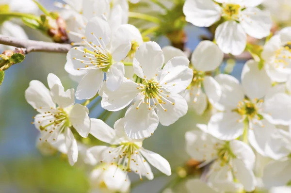Větev kvetoucího stromu s krásnými bílými květy — Stock fotografie