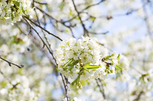 Zweig eines blühenden Baumes mit schönen weißen Blüten — Stockfoto