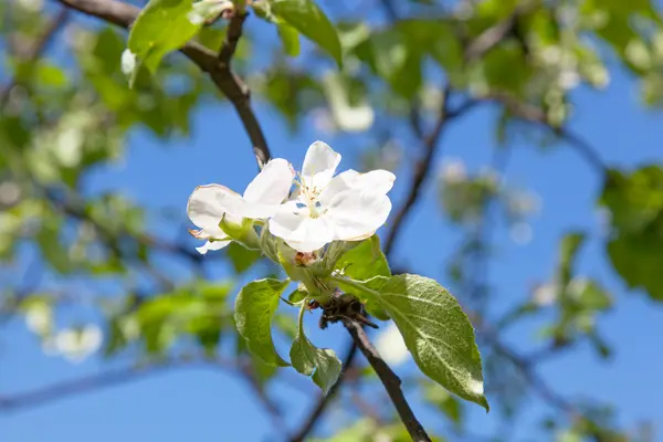 Branch of a blossoming tree with beautiful white flowers — Stock Photo, Image