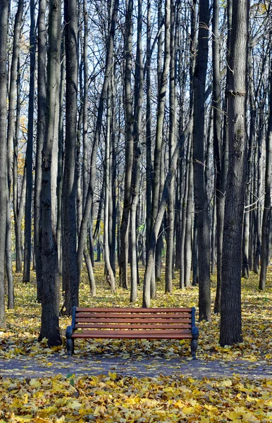 Herfst in het park — Stockfoto