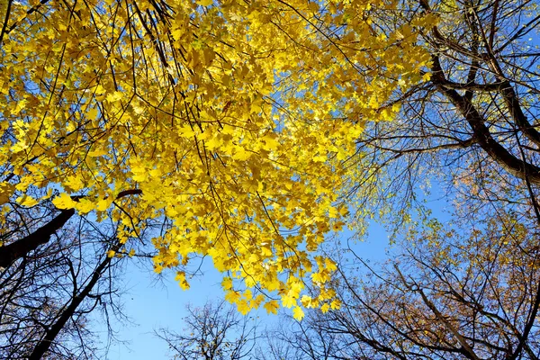 Autumn in park — Stock Photo, Image