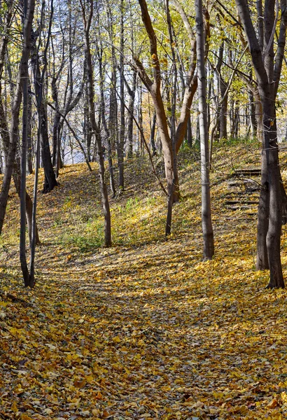 Herfst in het park — Stockfoto