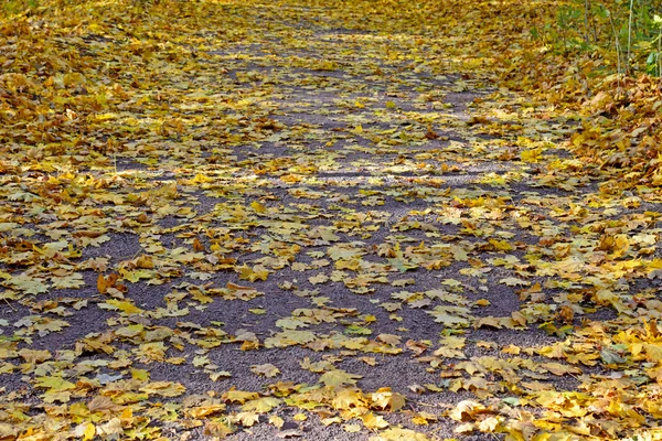 Autumn in park — Stock Photo, Image