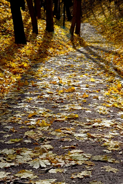 Herfst in het park — Stockfoto