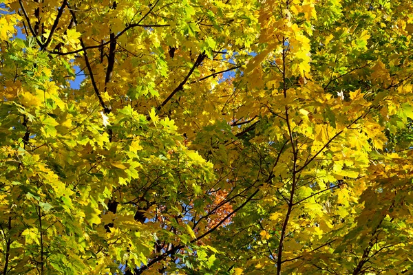 Autumn in park — Stock Photo, Image