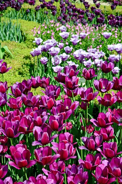 Hermosos tulipanes en un jardín botánico — Foto de Stock