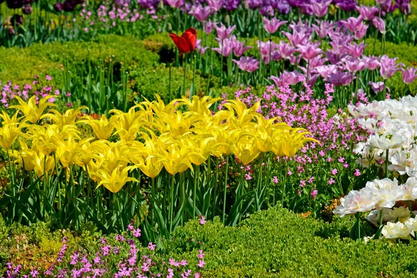 Hermosos tulipanes en un jardín botánico — Foto de Stock