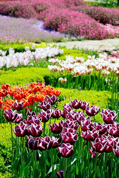 Hermosos tulipanes en un jardín botánico — Foto de Stock