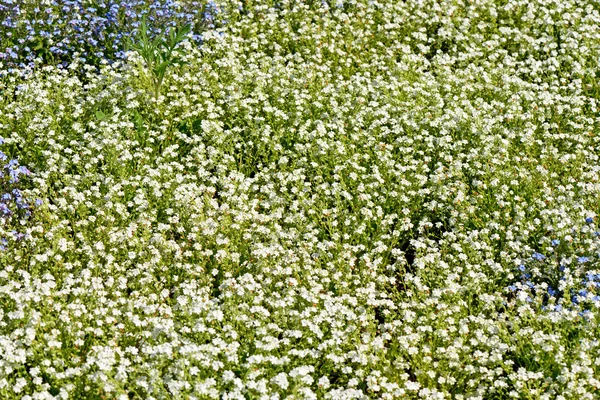 Bellissimo sfondo primavera da fiori — Foto Stock