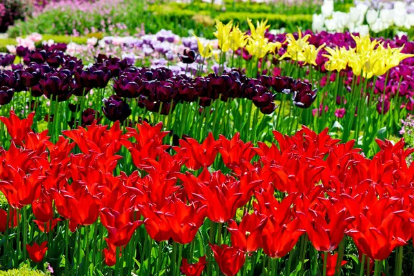 Hermosos tulipanes en un jardín botánico — Foto de Stock