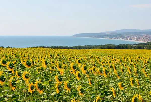 Fält av solrosor mot havet — Stockfoto