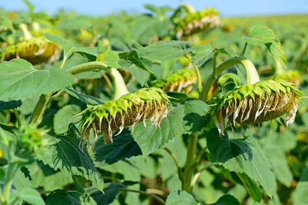 Reife Sonnenblumen auf dem Feld — Stockfoto