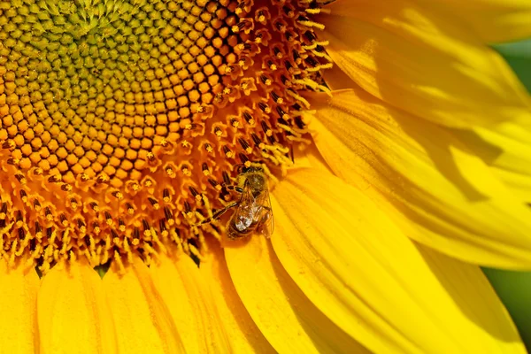 मधमाशी सूर्यफूलवर नेक्टार गोळा करते — स्टॉक फोटो, इमेज