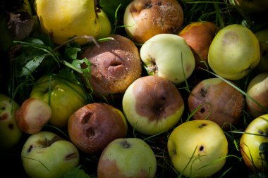 Heap of rotting and decomposing apples in the garden clipart