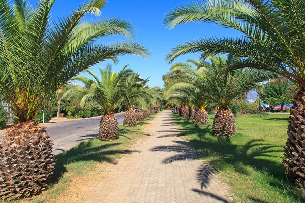 在阿拉尼亚的一座城市的棕榈大道 — 图库照片
