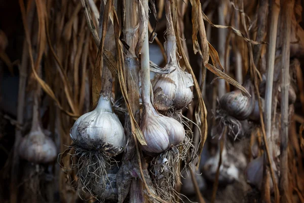 Fili di bulbi di aglio appena essiccati appesi all'esterno — Foto Stock