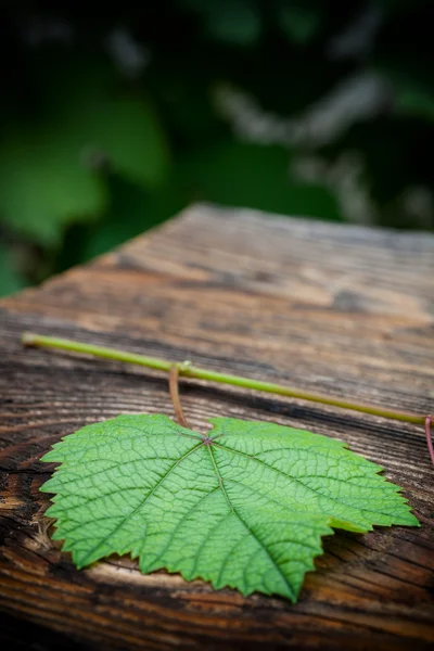 Feuilles de raisin contre de vieilles planches de bois — Photo