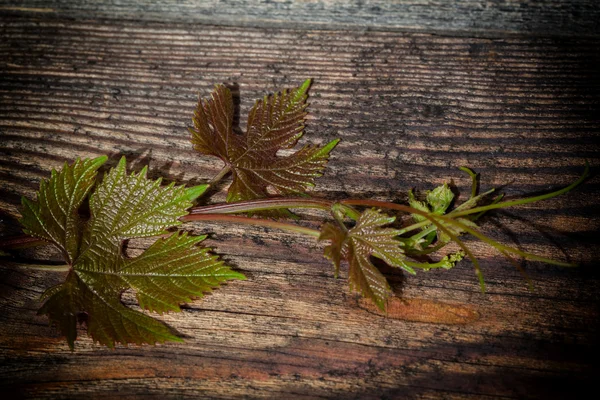 Feuilles de raisin contre de vieilles planches de bois — Photo